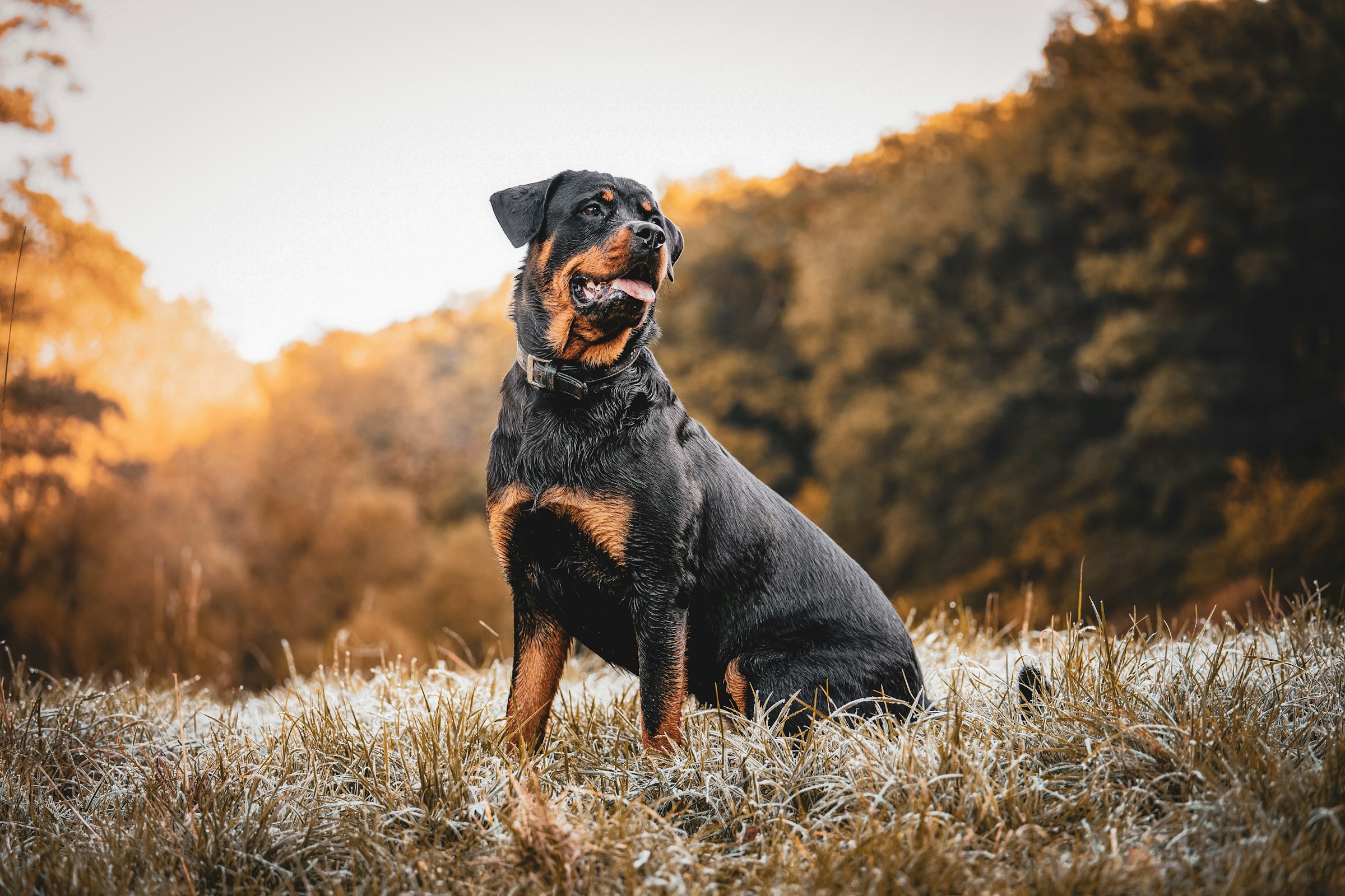 honden trainen